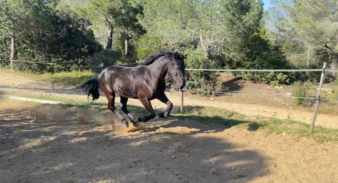 Gelding Origin Recorded For sale 2019 Black