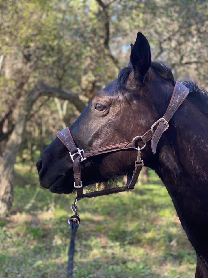 Gelding Origin Recorded For sale 2019 Black