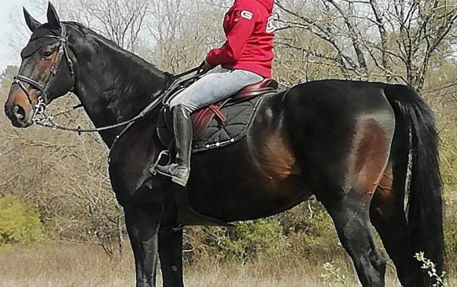 Mare Selle Fran&ccedil;ais For sale 2025 Buckskin