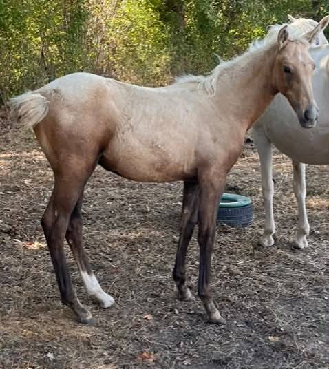 Colt Selle Fran&ccedil;ais For sale 2026 Palomino