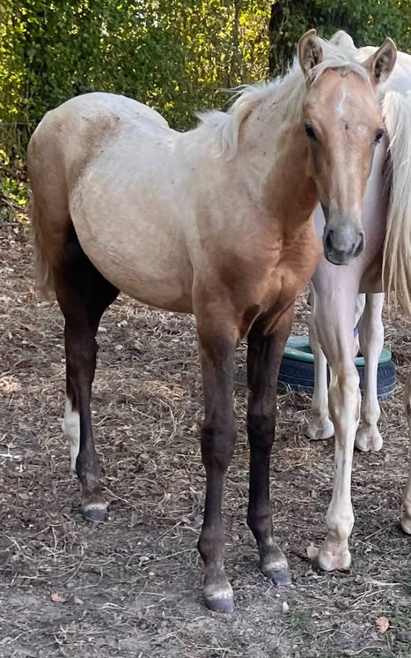 Colt Selle Fran&ccedil;ais For sale 2026 Palomino