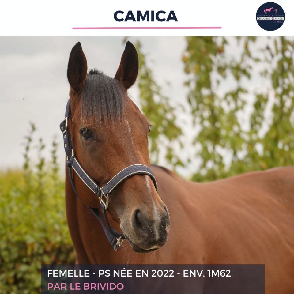Mare Thoroughbred For sale 2022 Bay