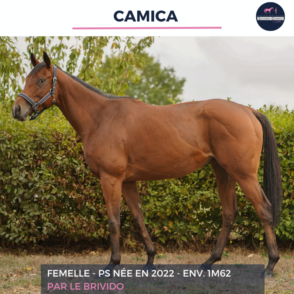 Mare Thoroughbred For sale 2022 Bay