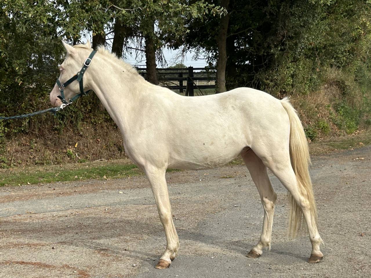 Gelding French Saddle Pony For sale 2024 Cremello