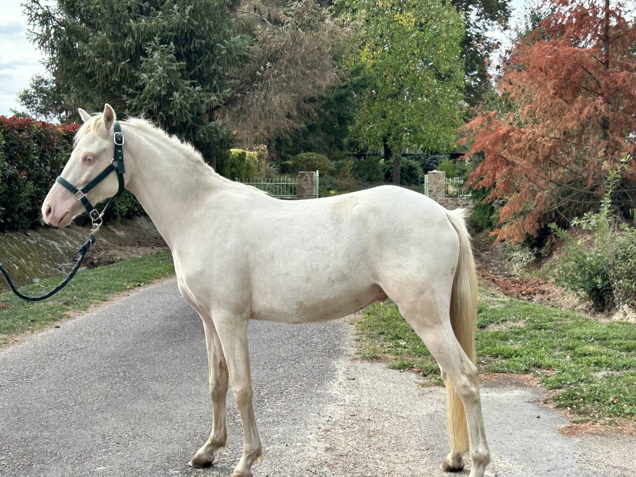 Gelding French Saddle Pony For sale 2024 Cremello