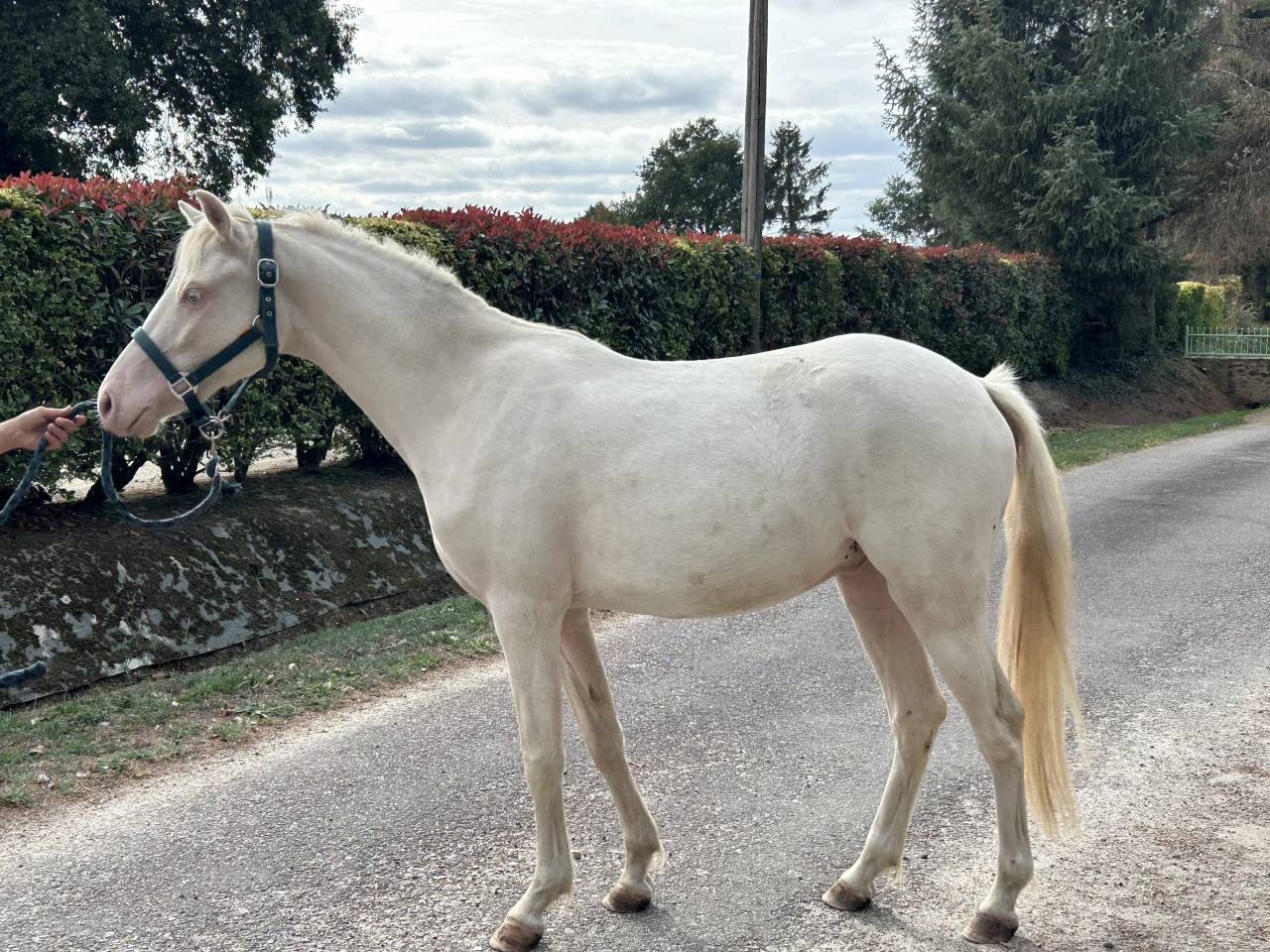 Gelding French Saddle Pony For sale 2024 Cremello