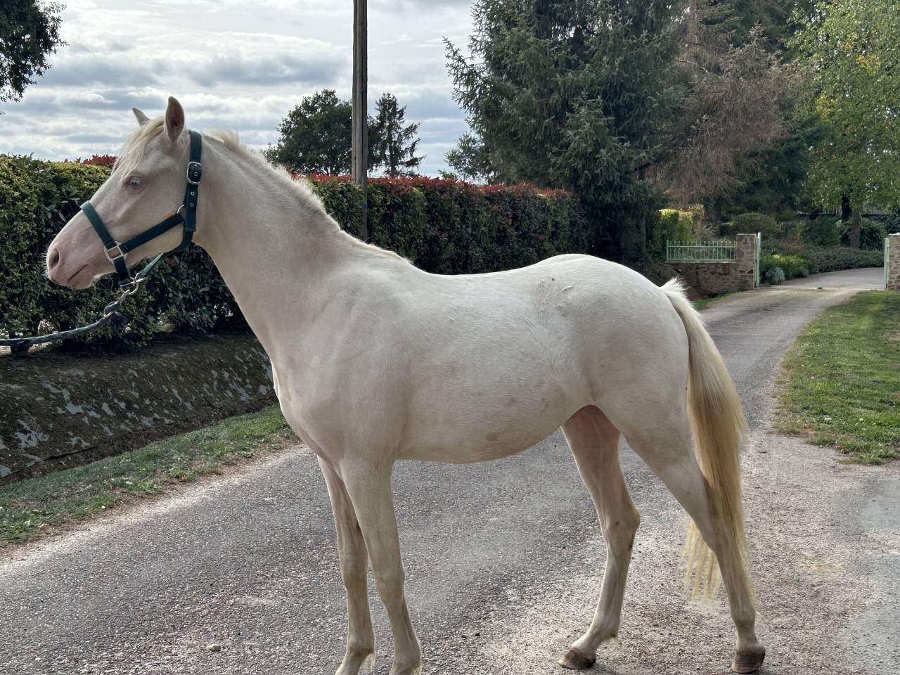 Gelding French Saddle Pony For sale 2024 Cremello