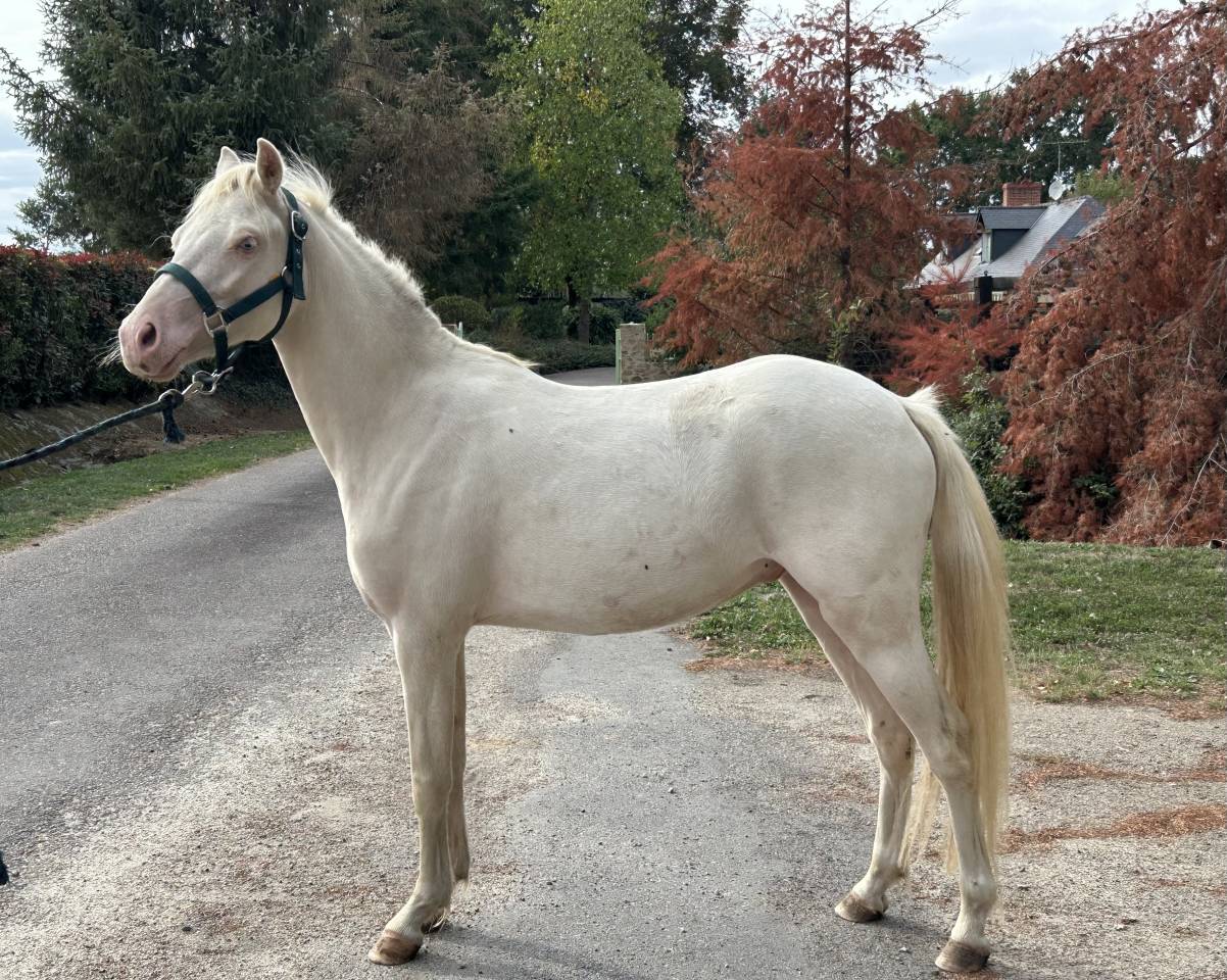 Gelding French Saddle Pony For sale 2024 Cremello
