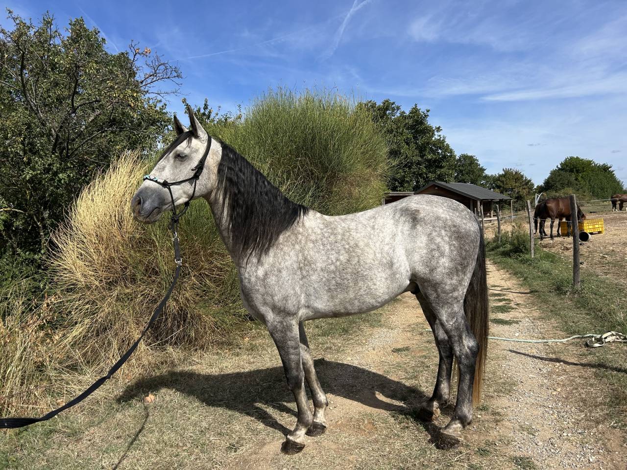 Gelding Spanish Norman  For sale 2022 Grey