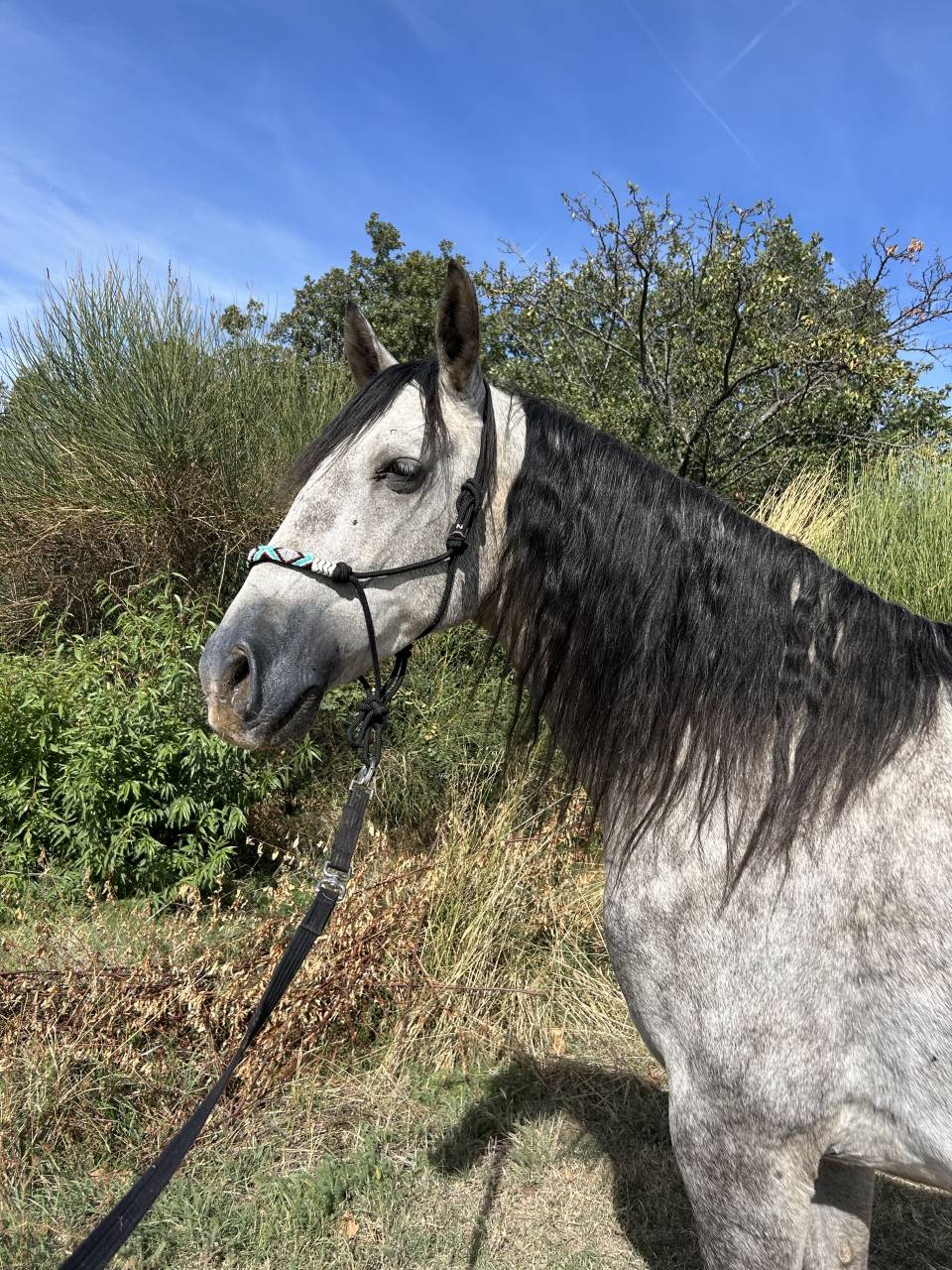 Gelding Spanish Norman  For sale 2022 Grey