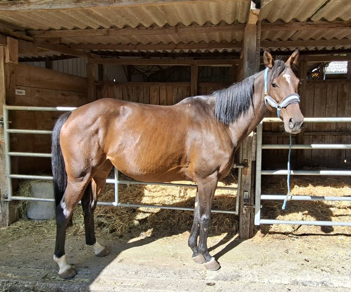 Mare Anglo-Arabian For sale 2020 Bay