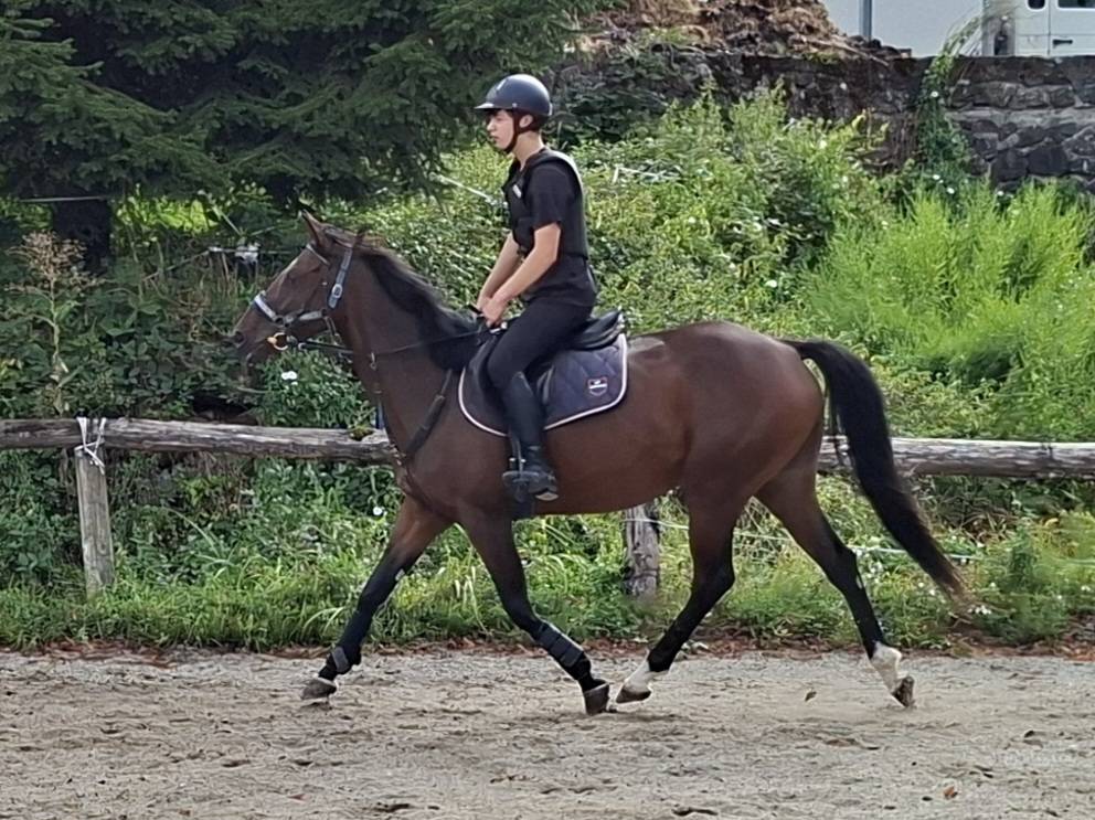 Mare Anglo-Arabian For sale 2020 Bay