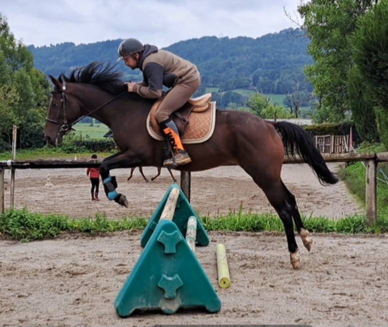 Mare Anglo-Arabian For sale 2020 Bay