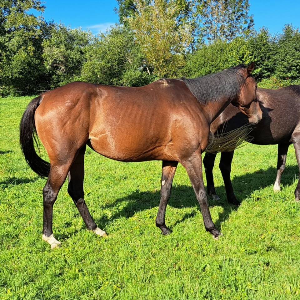 Mare Anglo-Arabian For sale 2020 Bay