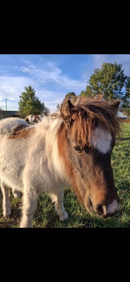Colt Shetland Pony For sale 2026 Coloured