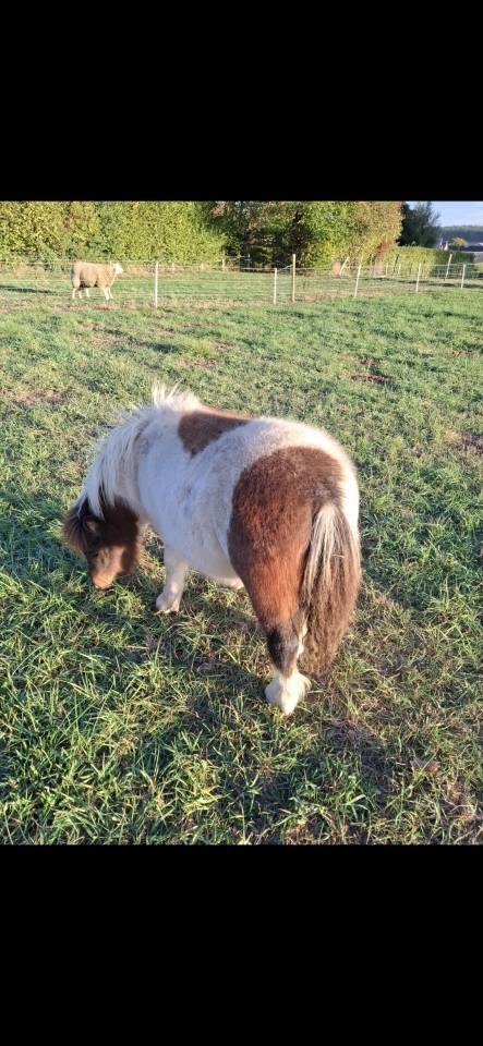 Colt Shetland Pony For sale 2026 Coloured
