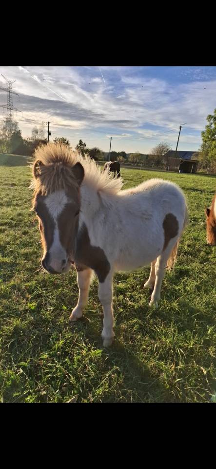 Colt Shetland Pony For sale 2026 Coloured