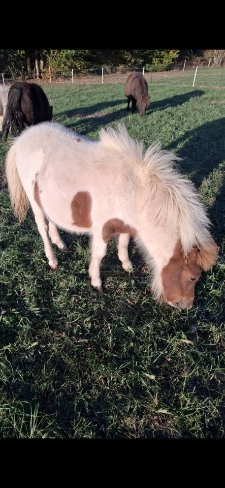 Colt Shetland Pony For sale 2026 Coloured