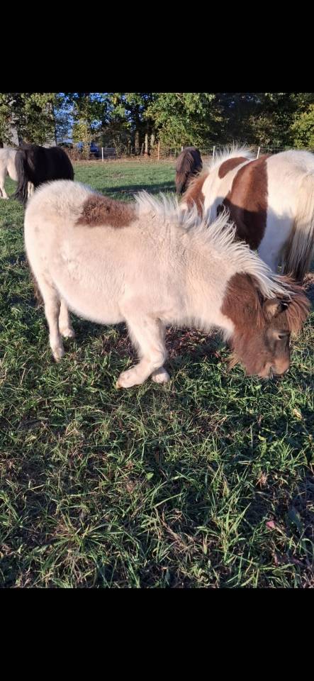 Colt Shetland Pony For sale 2026 Coloured