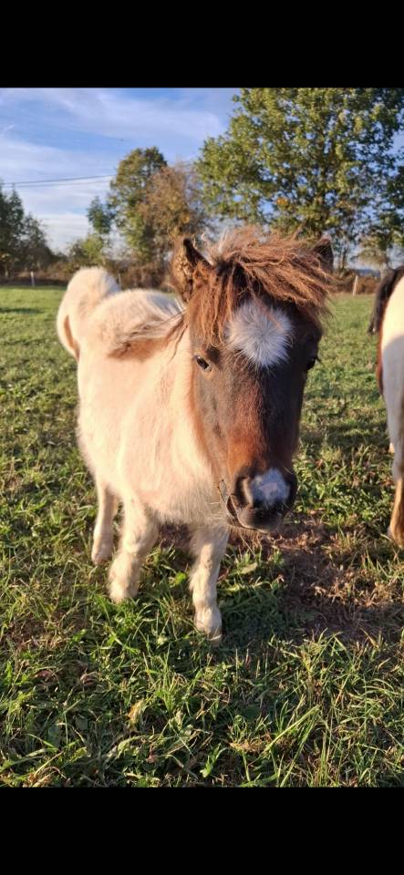 Colt Shetland Pony For sale 2026 Coloured