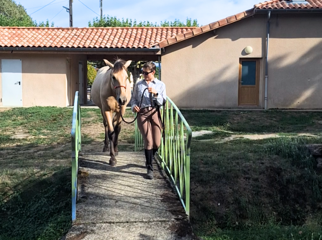 Colt PRE Pure Spanish Bred For sale 2025 Bay