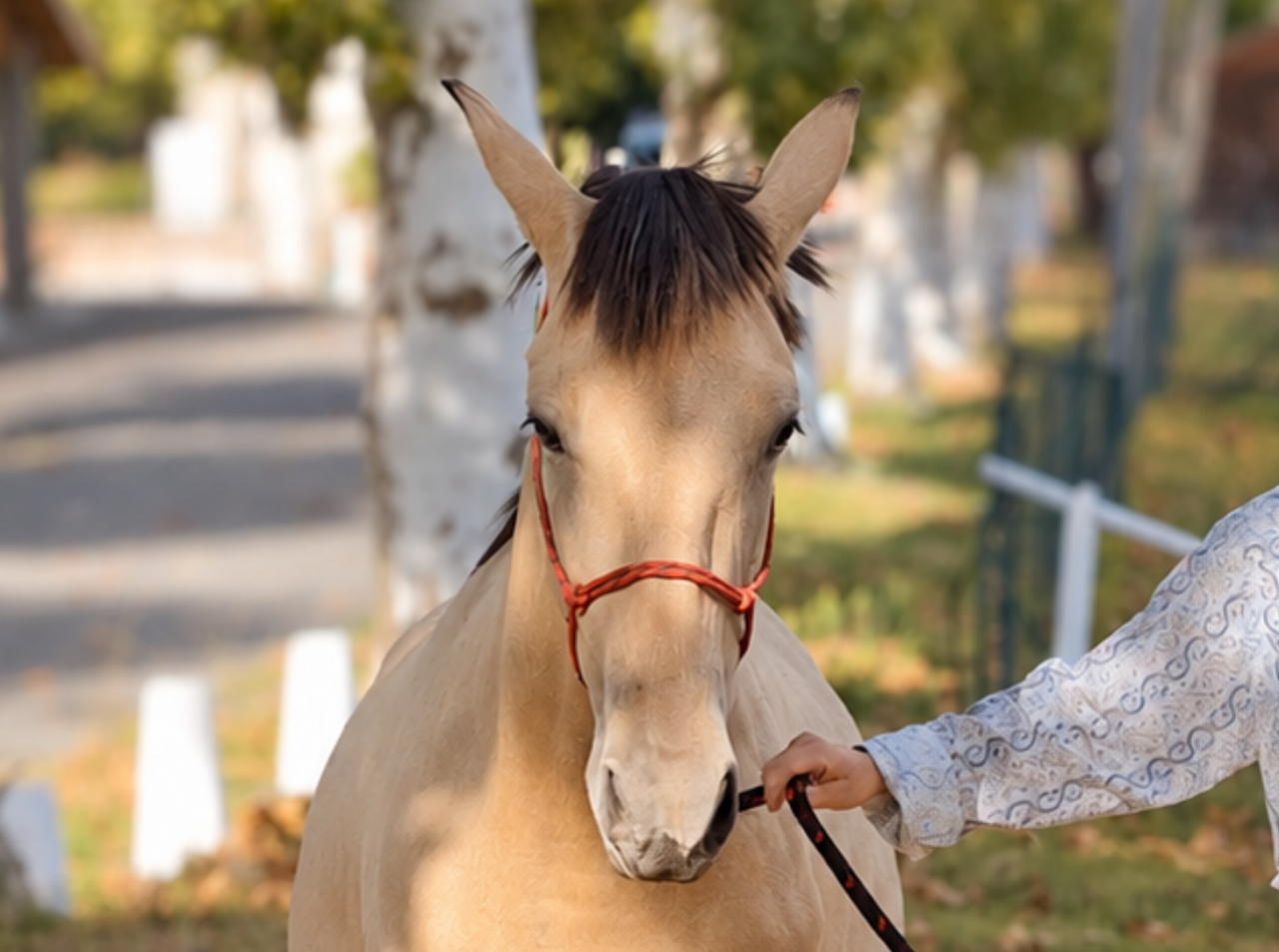 Colt PRE Pure Spanish Bred For sale 2025 Bay