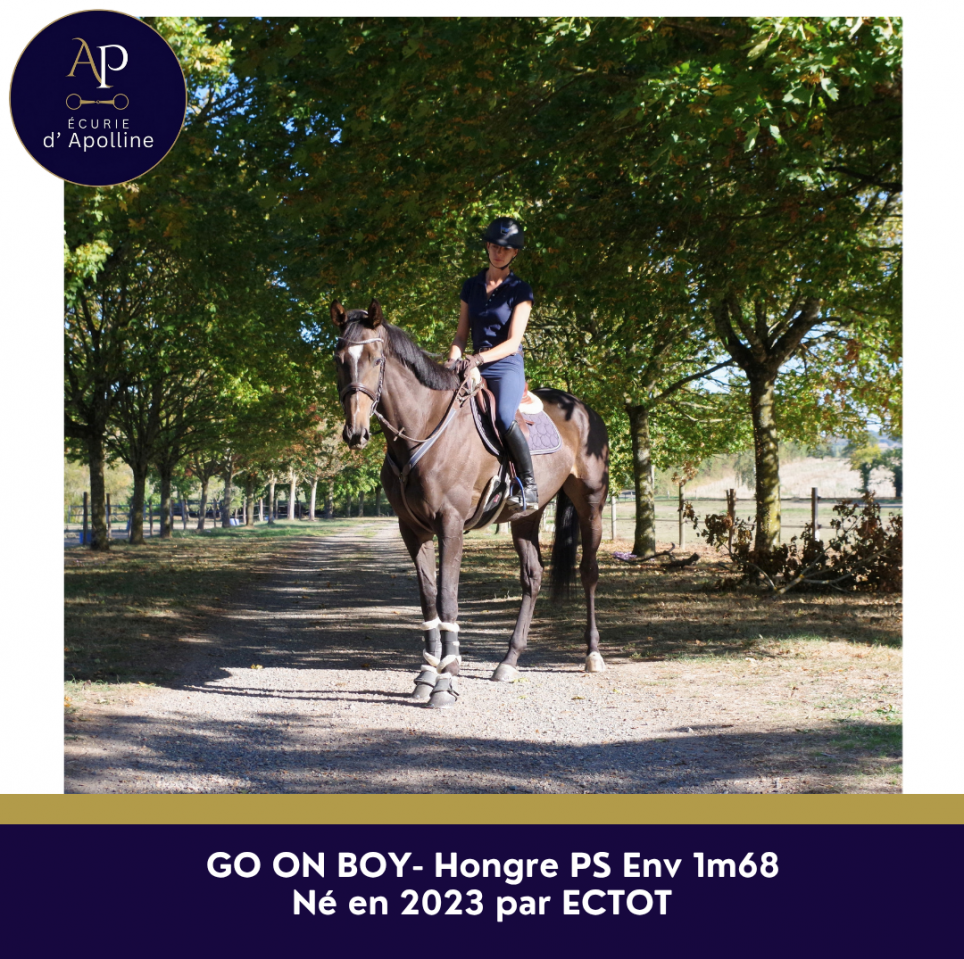 Gelding Thoroughbred For sale 2023 Bay