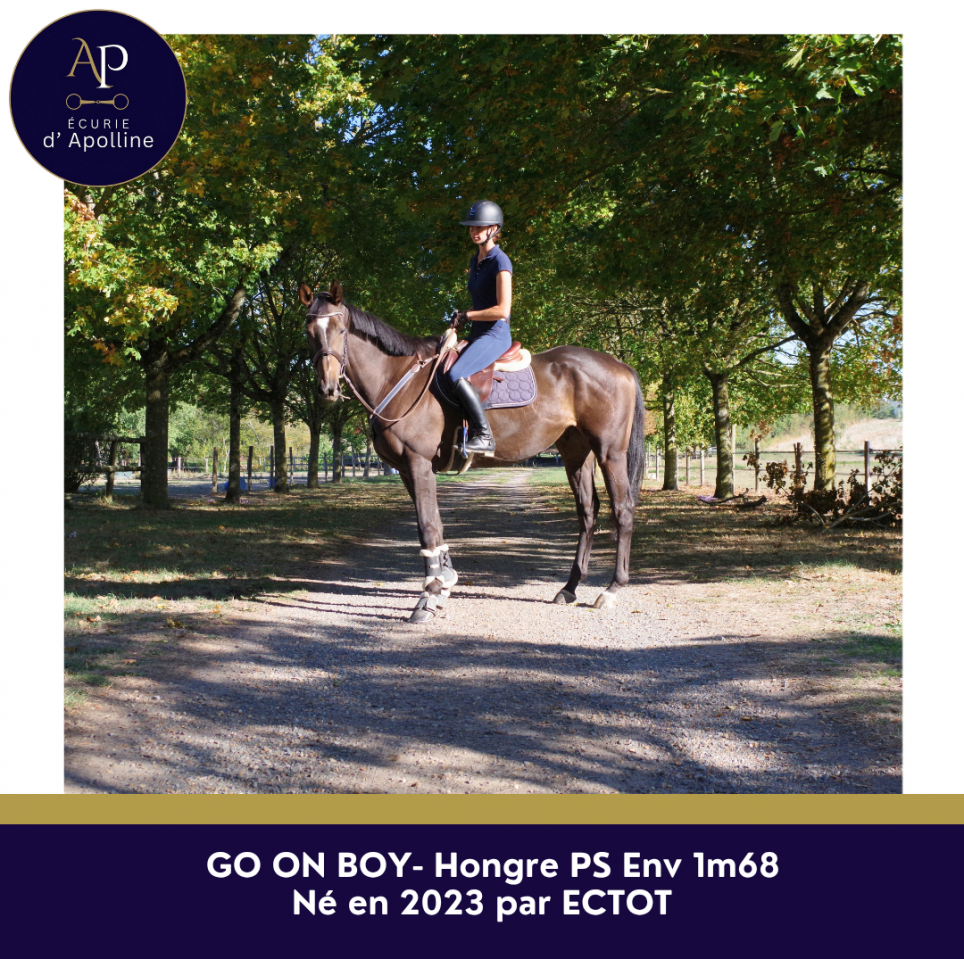 Gelding Thoroughbred For sale 2023 Bay