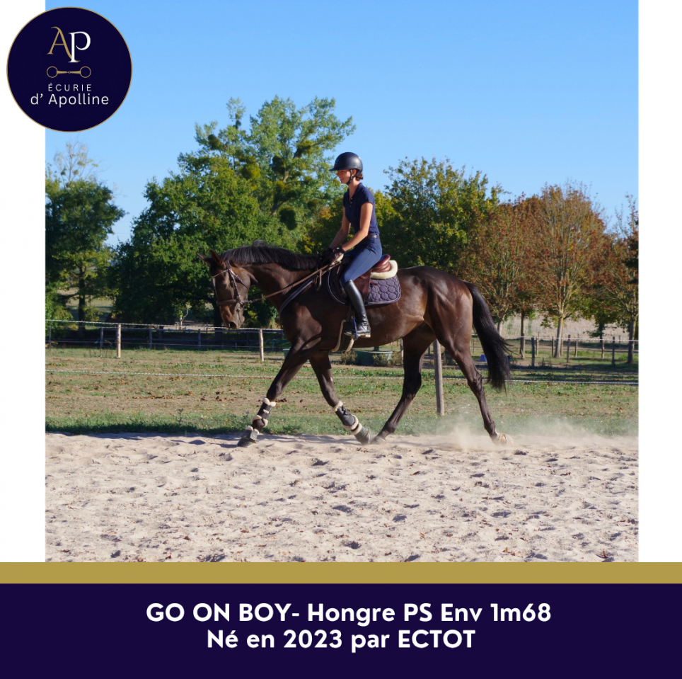 Gelding Thoroughbred For sale 2023 Bay