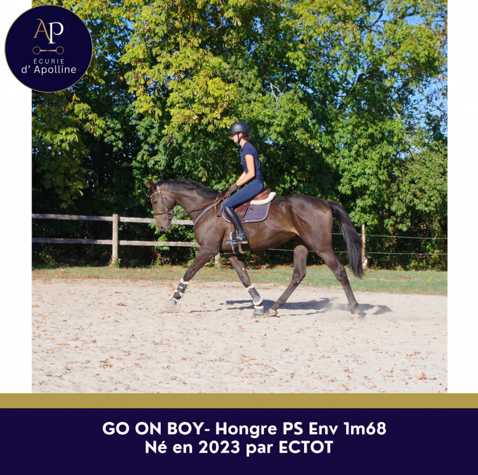 Gelding Thoroughbred For sale 2023 Bay