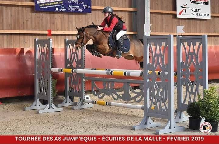 Filly French Saddle Pony For sale 2025 Chesnut