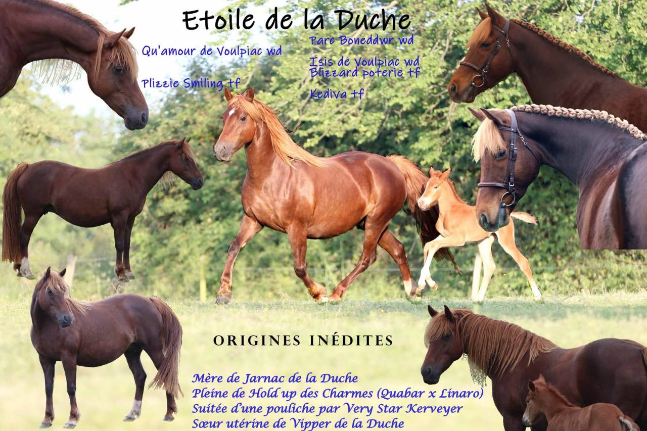 Filly French Saddle Pony For sale 2025 Chesnut