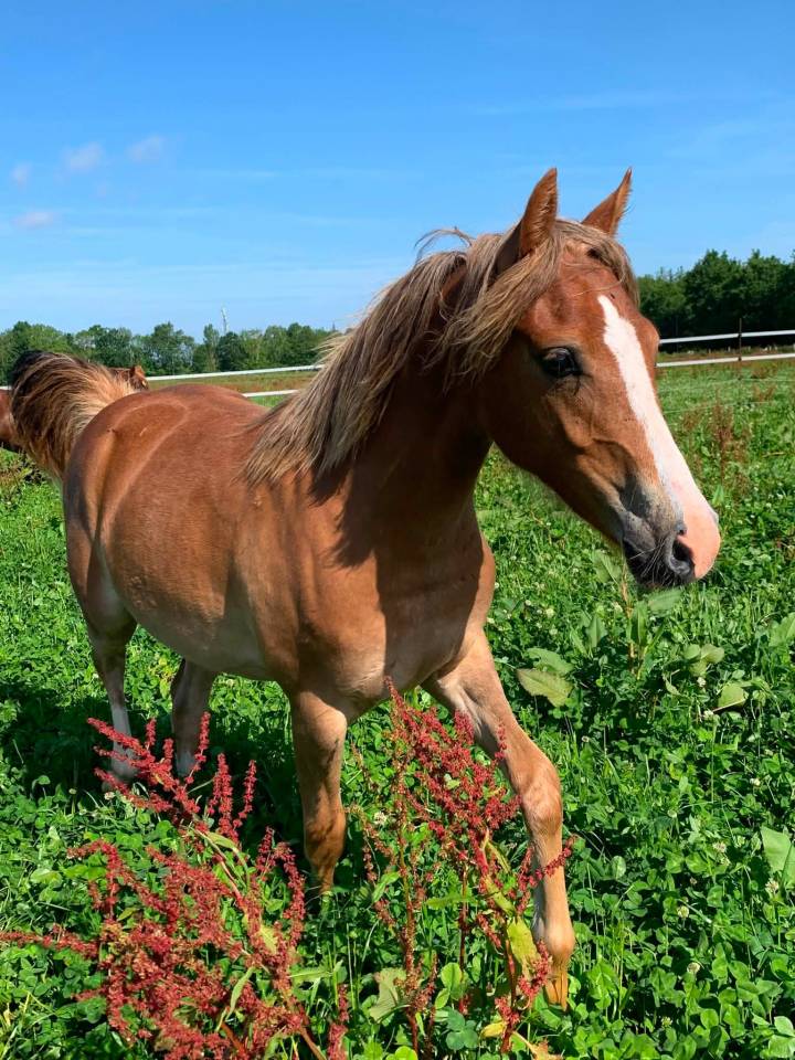 Filly French Saddle Pony For sale 2025 Chesnut