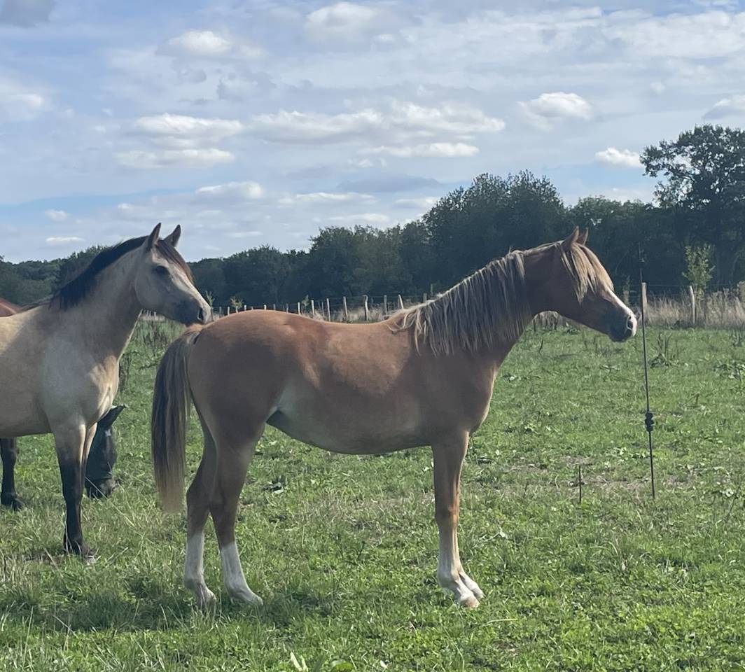 Filly French Saddle Pony For sale 2025 Chesnut