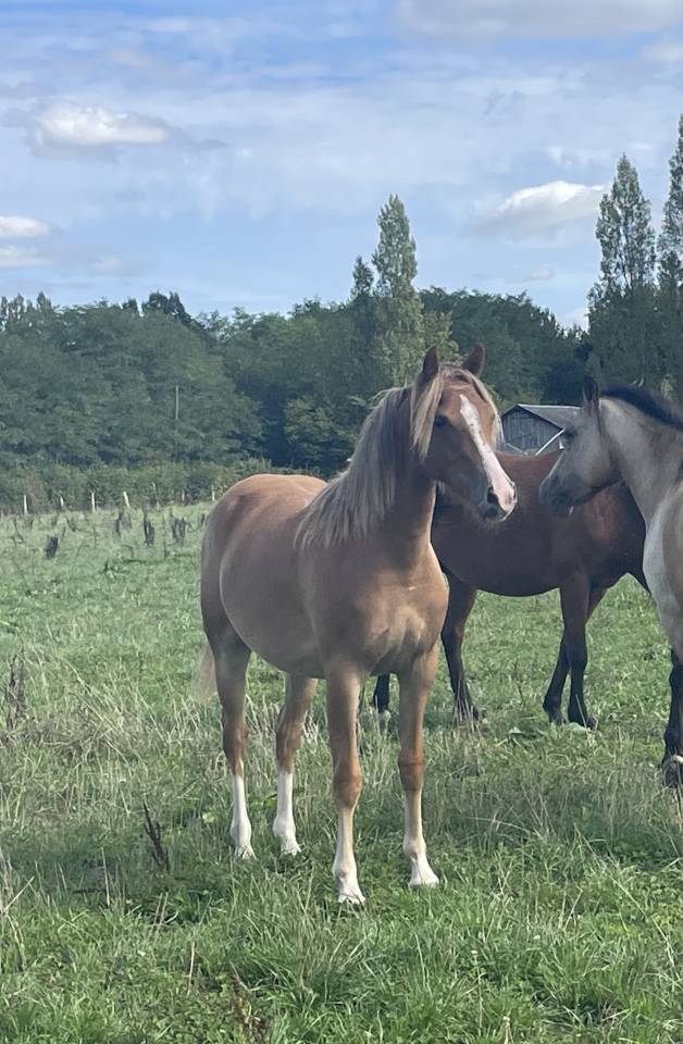 Filly French Saddle Pony For sale 2025 Chesnut