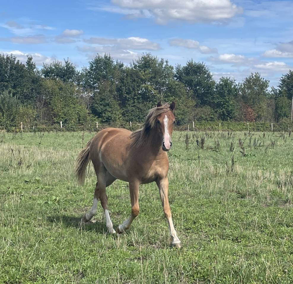 Filly French Saddle Pony For sale 2025 Chesnut