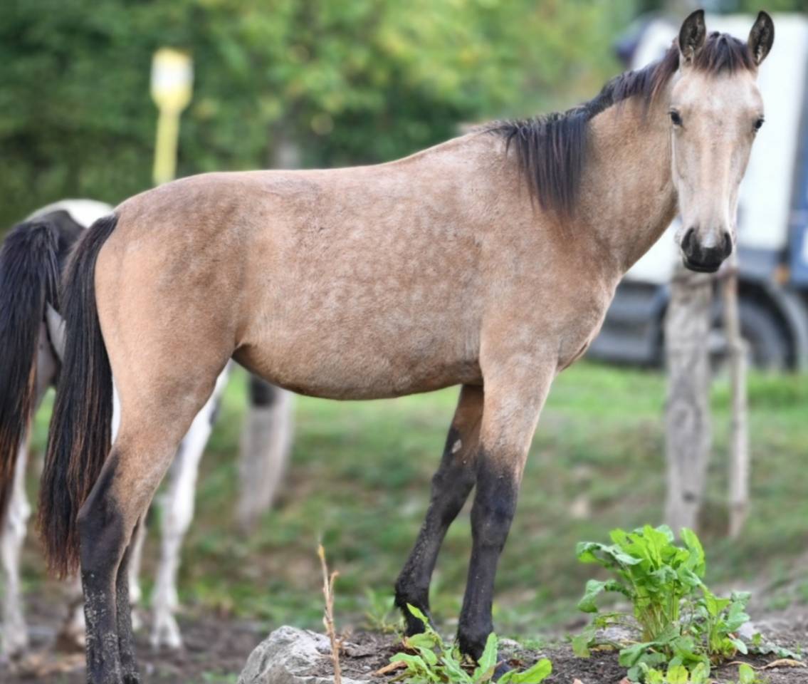 Mare Lusitano For sale 2025 Buckskin