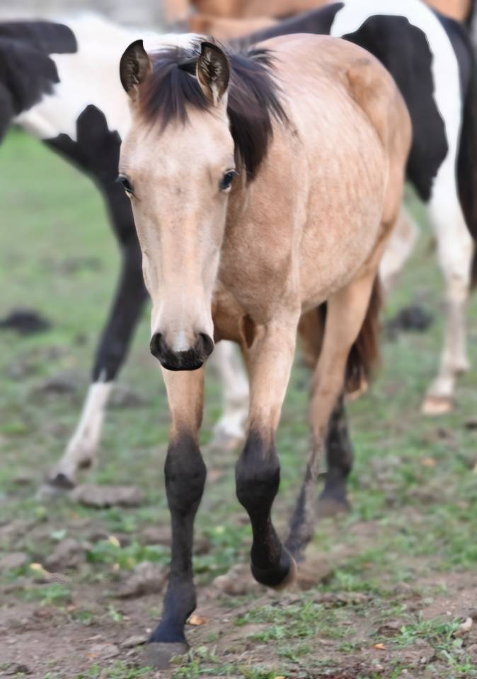 Mare Lusitano For sale 2025 Buckskin