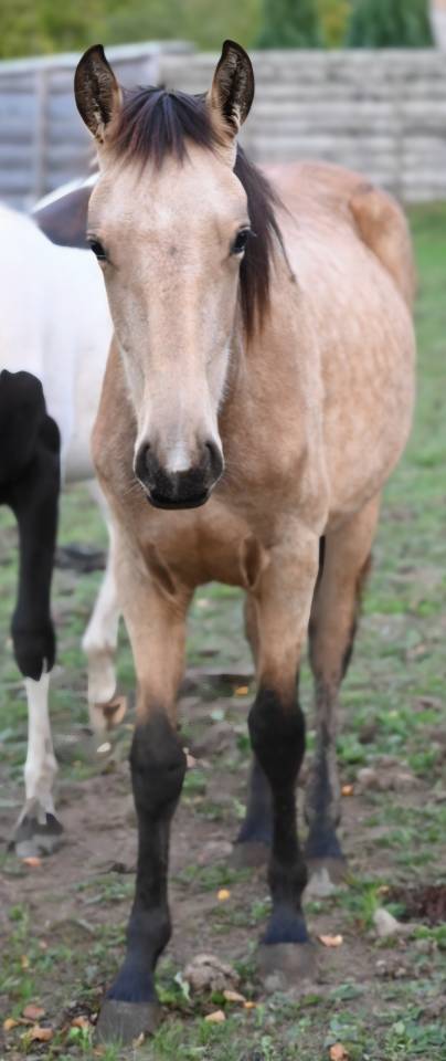 Mare Lusitano For sale 2025 Buckskin