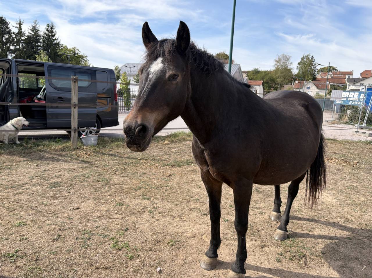 Broodmare New Forest For sale 2003 Dark Bay