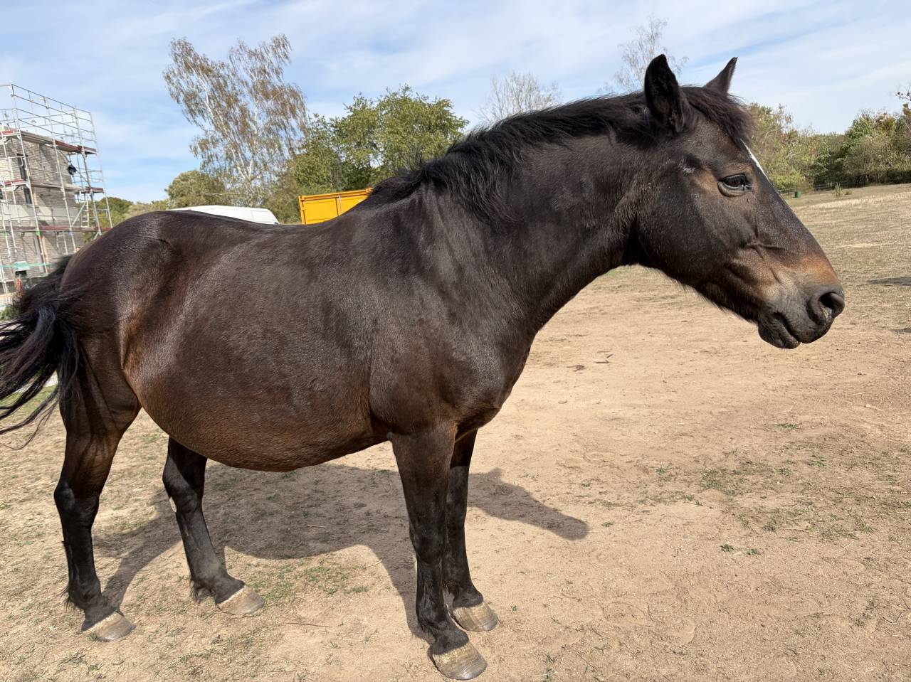 Broodmare New Forest For sale 2003 Dark Bay