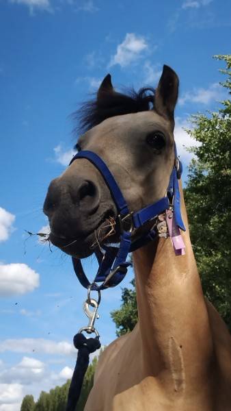 Mare French Saddle Pony For sale 2017 Buckskin