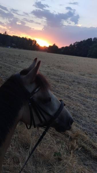 Mare French Saddle Pony For sale 2017 Buckskin