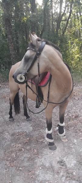 Mare French Saddle Pony For sale 2017 Buckskin