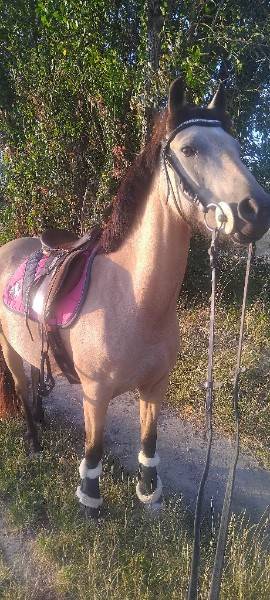 Mare French Saddle Pony For sale 2017 Buckskin