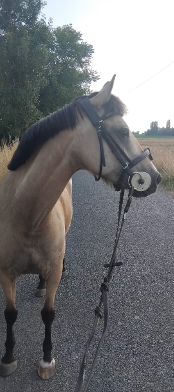 Mare French Saddle Pony For sale 2017 Buckskin