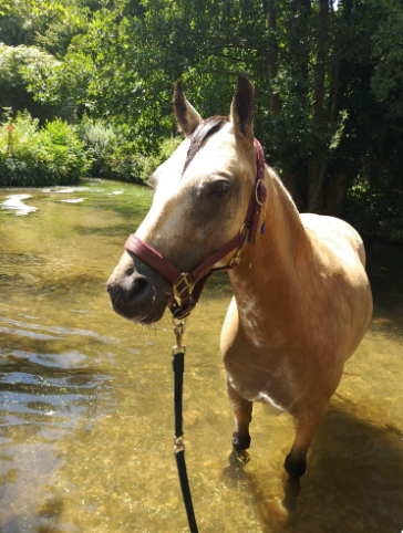 Mare French Saddle Pony For sale 2017 Buckskin