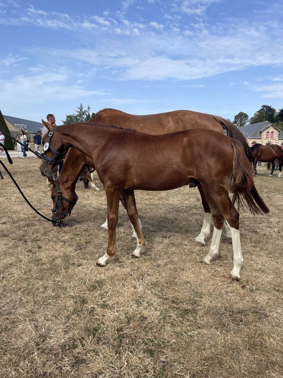 Colt Selle Fran&ccedil;ais For sale 2026 Liver chestnut