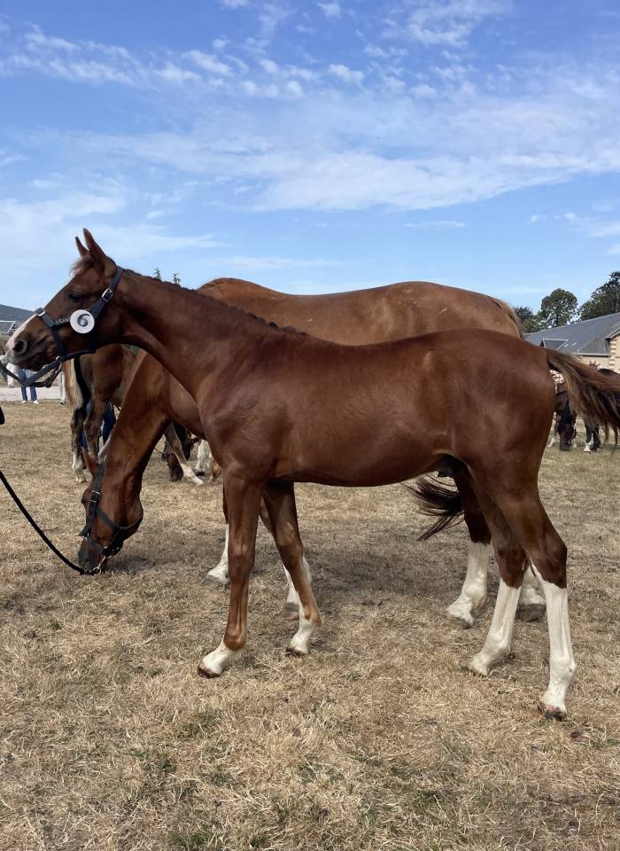 Colt Selle Fran&ccedil;ais For sale 2026 Liver chestnut