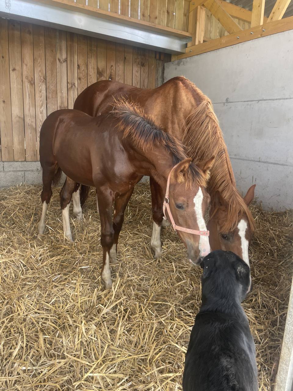 Colt Selle Fran&ccedil;ais For sale 2026 Liver chestnut